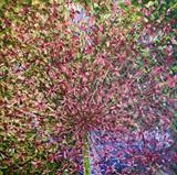 Allium Burst 2 - Alison Cowan