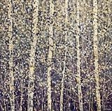 Birch Trees - Alison Cowan