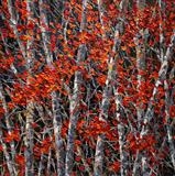 Burnished Birch - Alison Cowan