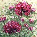 Peonies - Alison Cowan