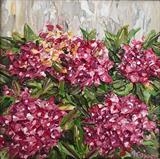 Pink Hydrangeas - Alison Cowan