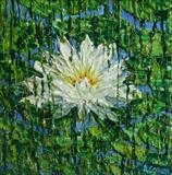 Water Lily - Alison Cowan