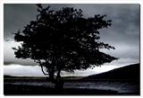 Applecross Tree - Gordon Nicol