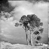 Scots Pine bw - Gordon Nicol